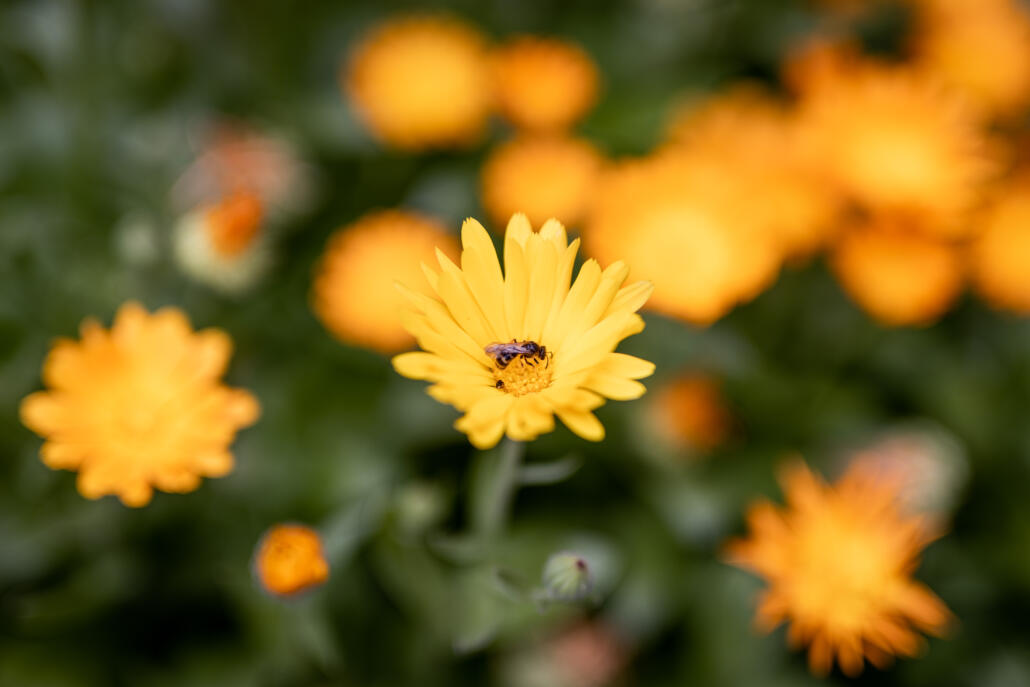 A névadó körömvirág